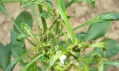 如何防治辣椒三落：落葉、落花、落果