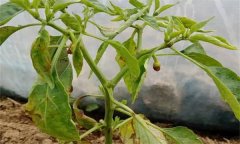 辣椒葉黃且落花落果是什么原因？