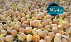 豌豆芽一播三收生產(chǎn)技術(shù)要點(diǎn)有哪些？