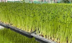 木本芽苗菜天綠香如何生產(chǎn)？