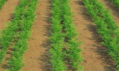 種植胡蘿卜何時(shí)間苗和定苗、如何中耕除草
